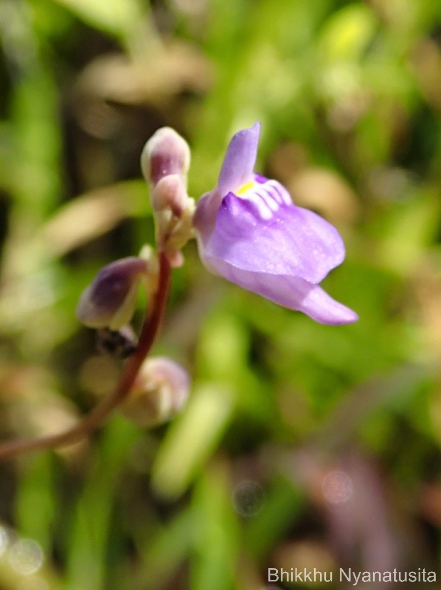 Utricularia caerulea L.